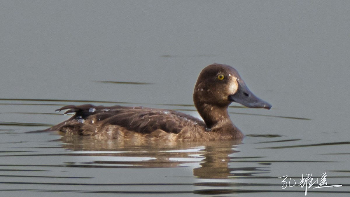 Greater Scaup - 浙江 重要鸟讯汇整