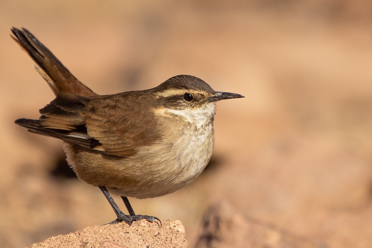 Cream-winged Cinclodes - Pablo Andrés Cáceres Contreras