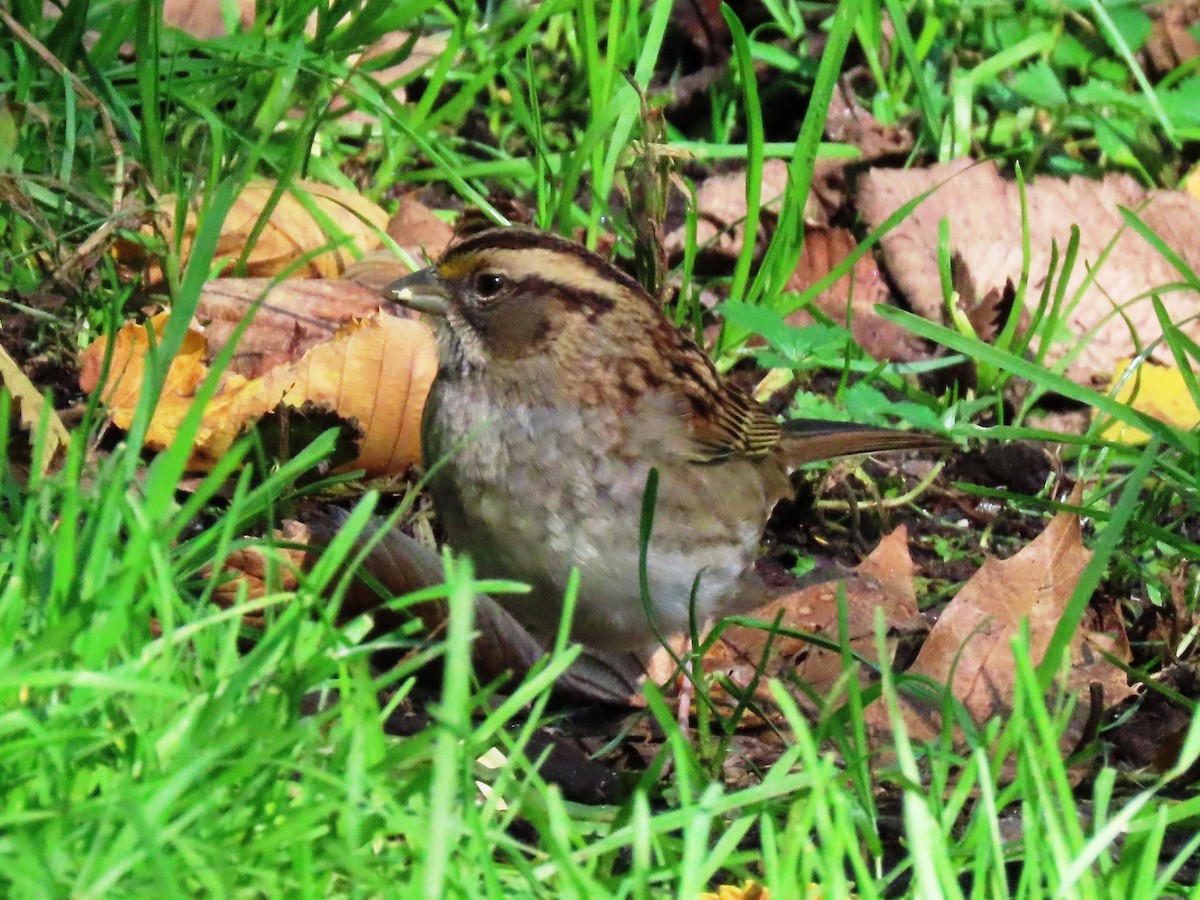 White-throated Sparrow - ML610469337