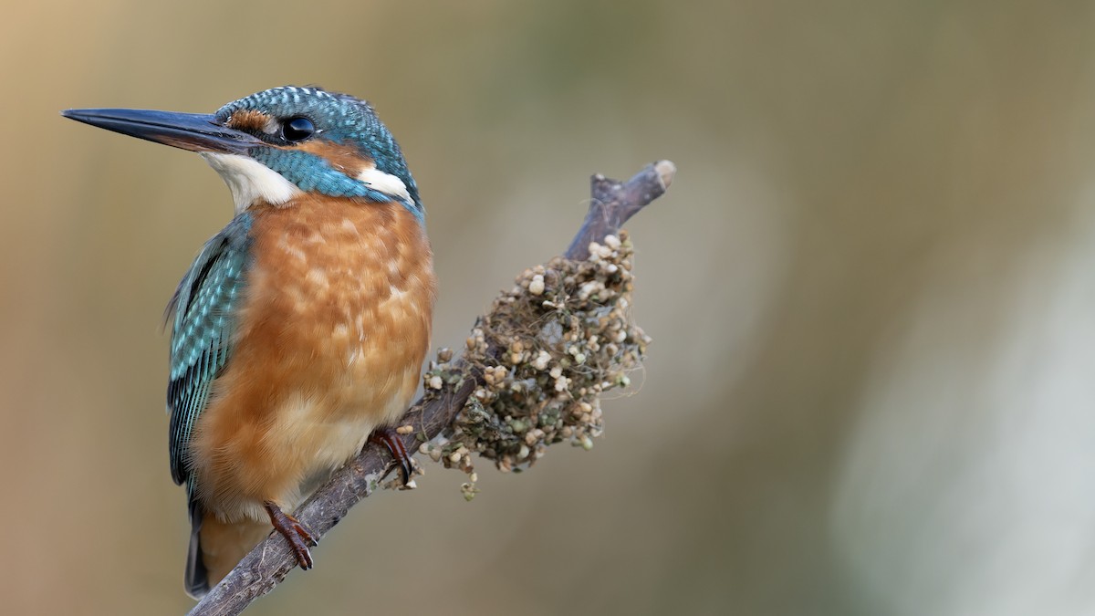 Common Kingfisher - ML610469340