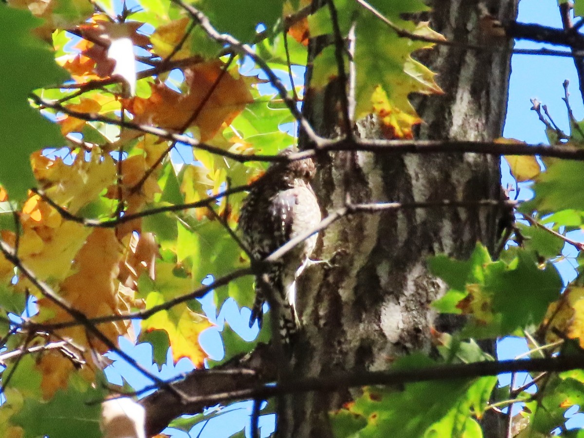 Yellow-bellied Sapsucker - ML610469346