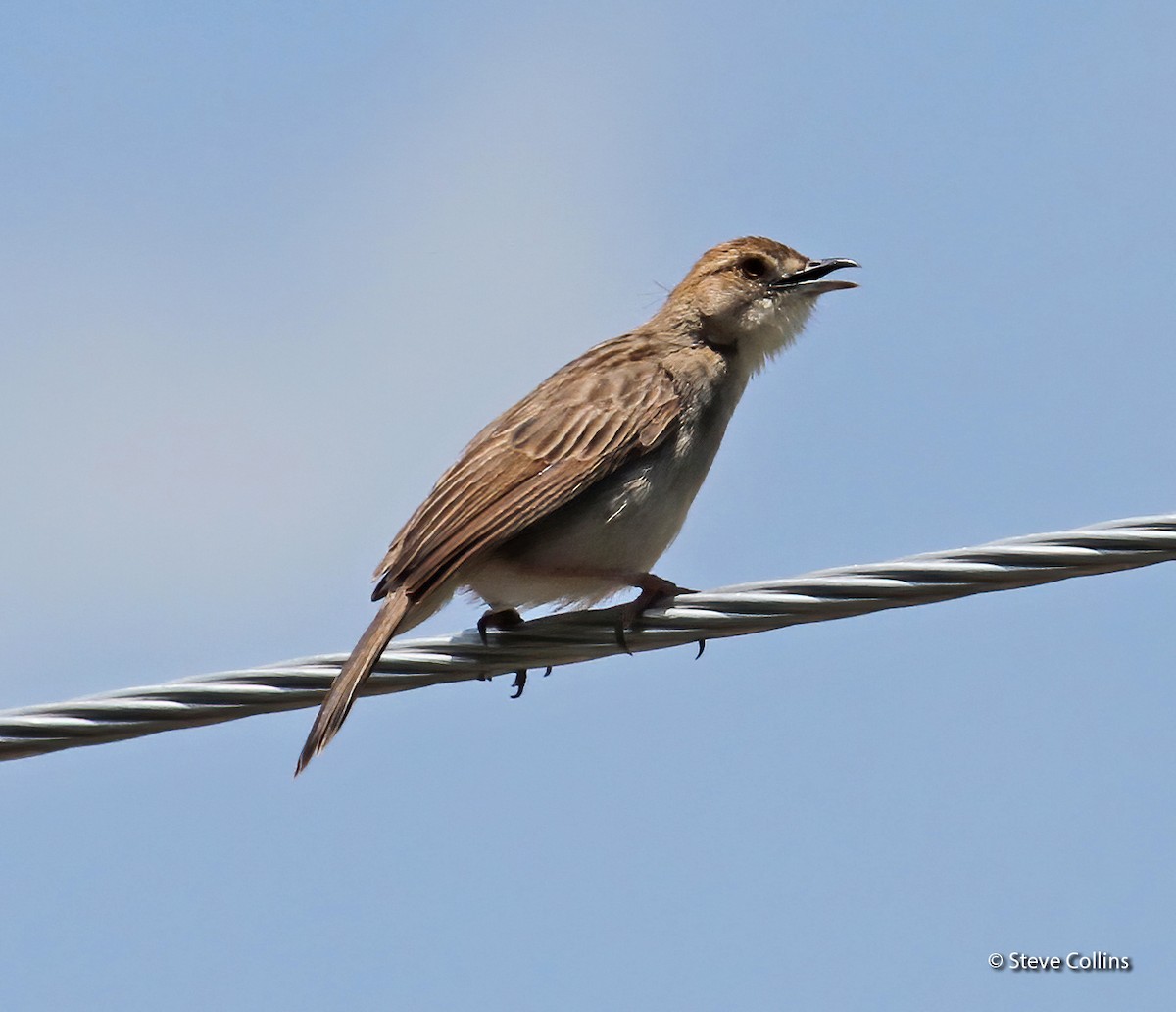 Rattling Cisticola - ML610469457