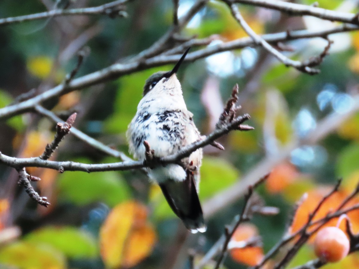 Ruby-throated Hummingbird - ML610469473