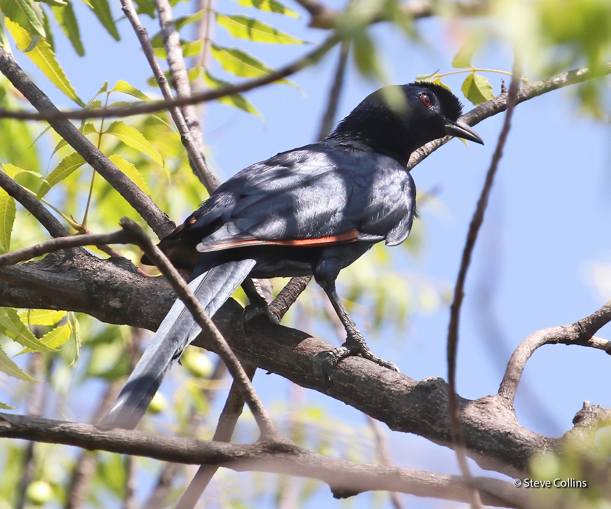 Bristle-crowned Starling - ML610469486