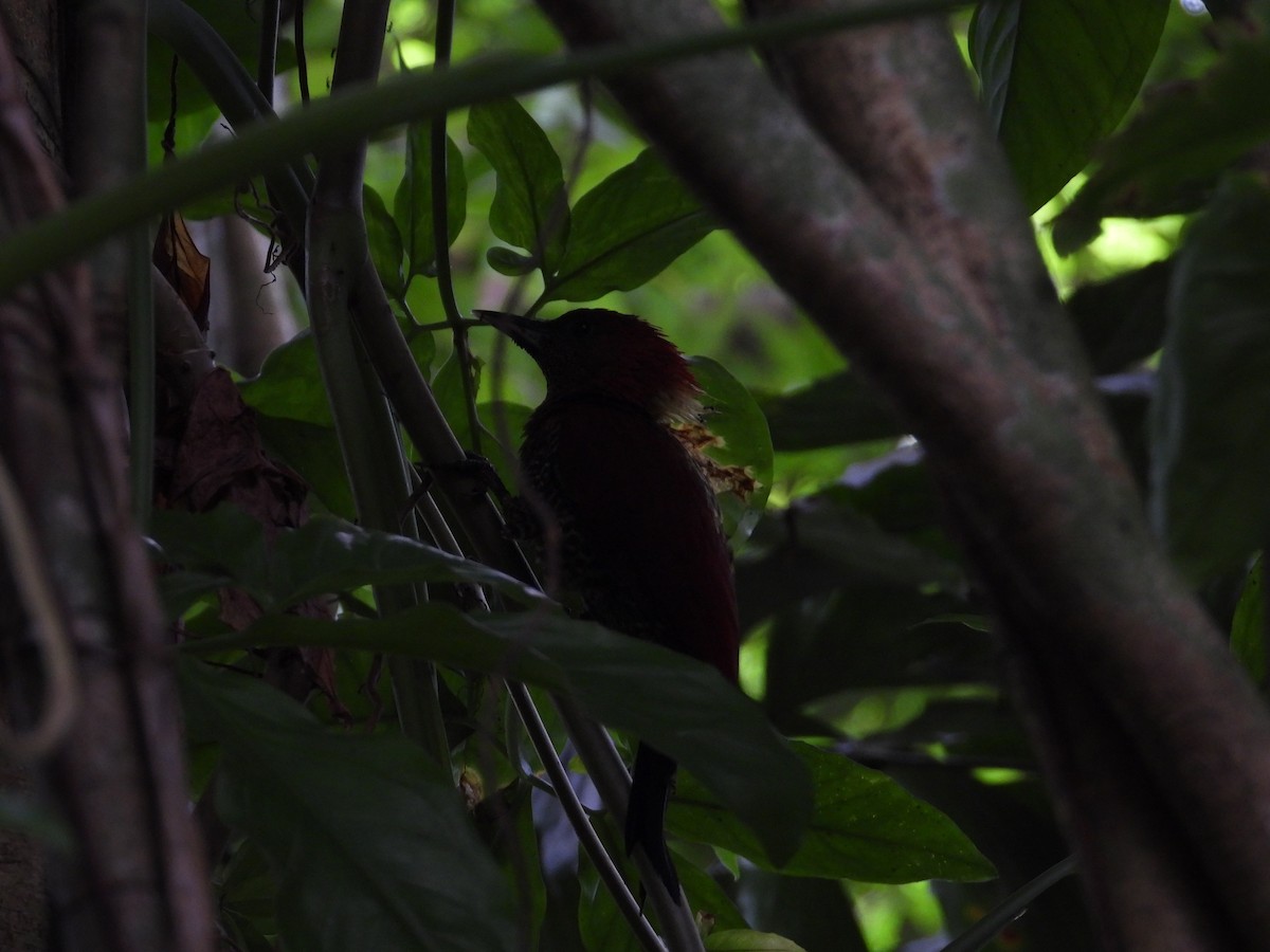 Banded Woodpecker - ML610469495