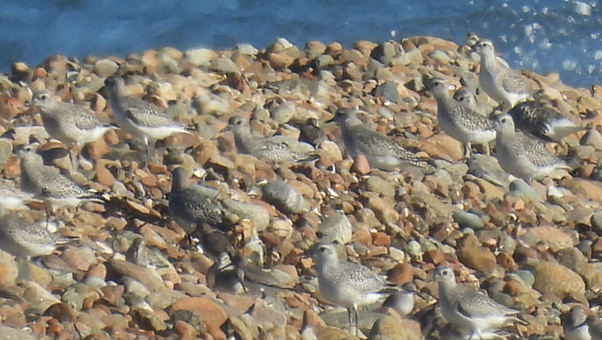 Black-bellied Plover - ML610469511