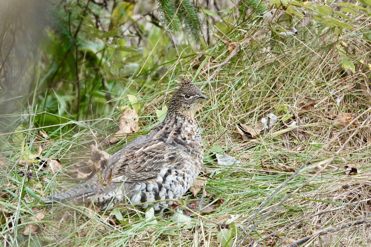 Ruffed Grouse - ML610469659