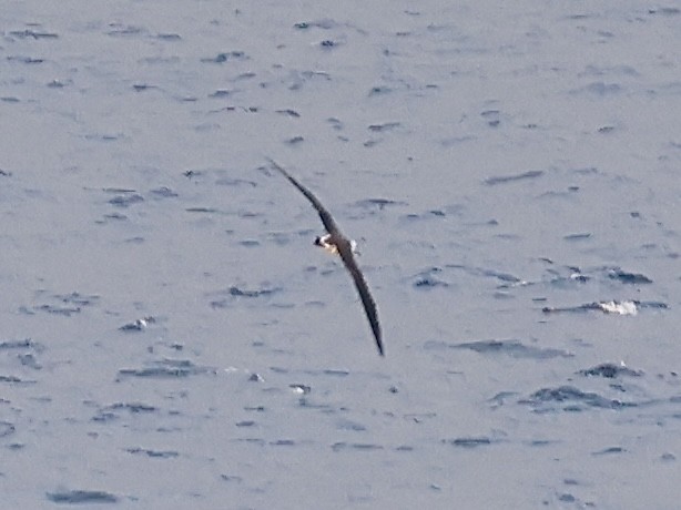 Albatros de Laysan - ML610469662