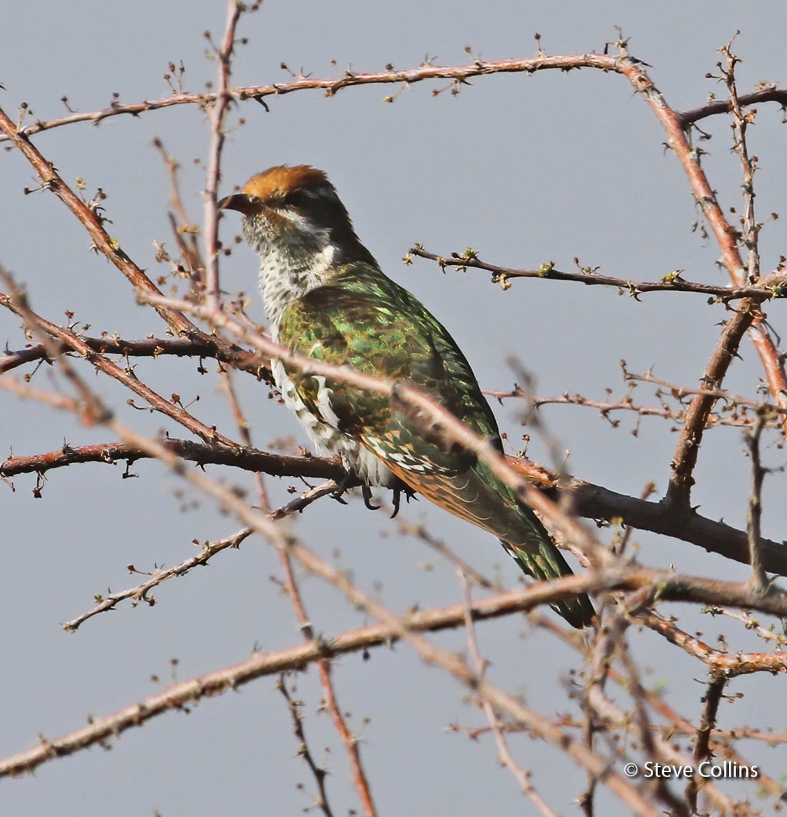 Dideric Cuckoo - Steve Collins