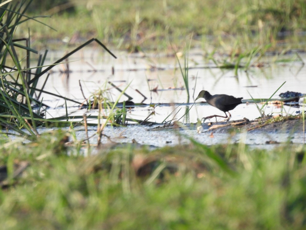 Black Crake - ML610469849