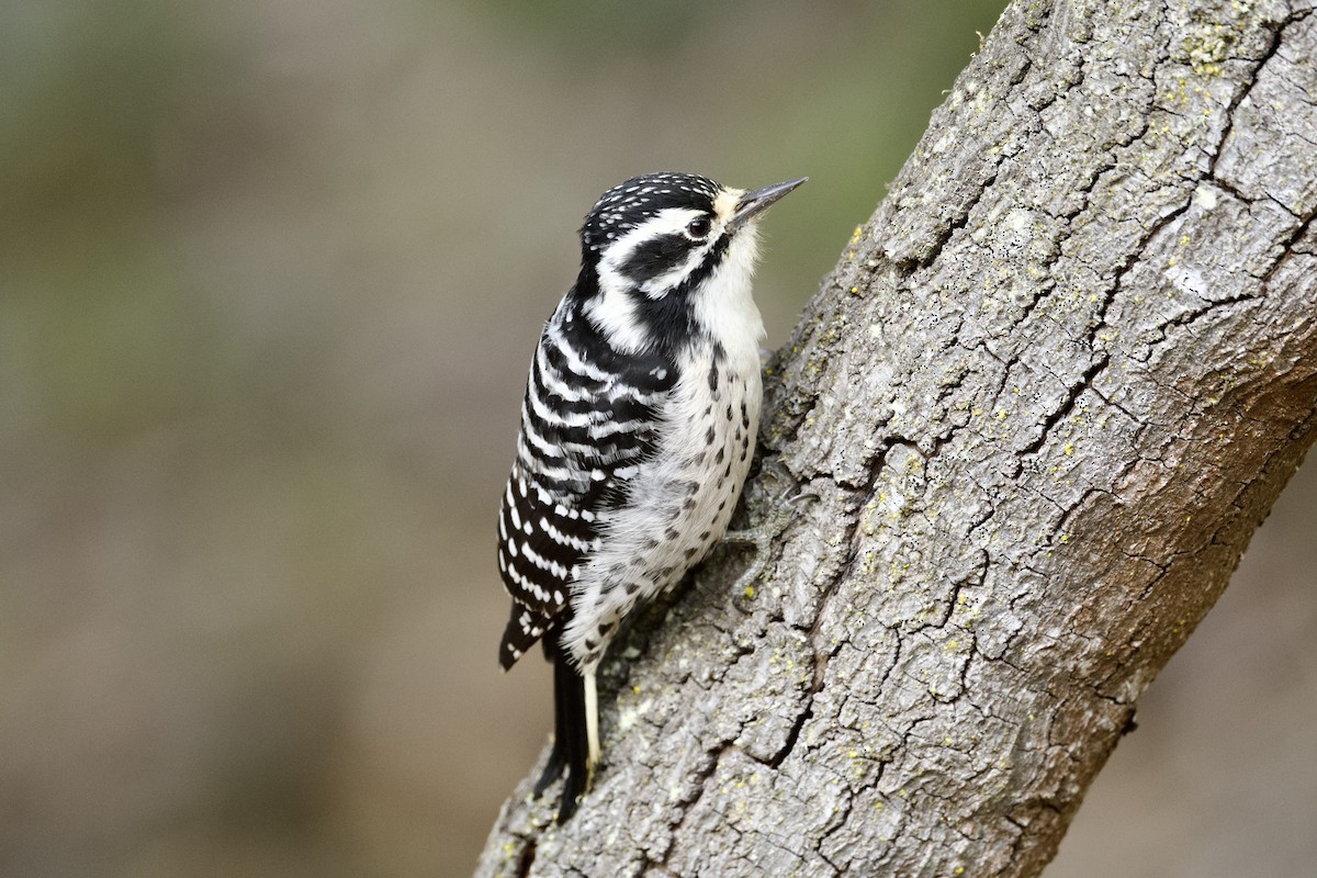 Nuttall's Woodpecker - Dario Taraborelli