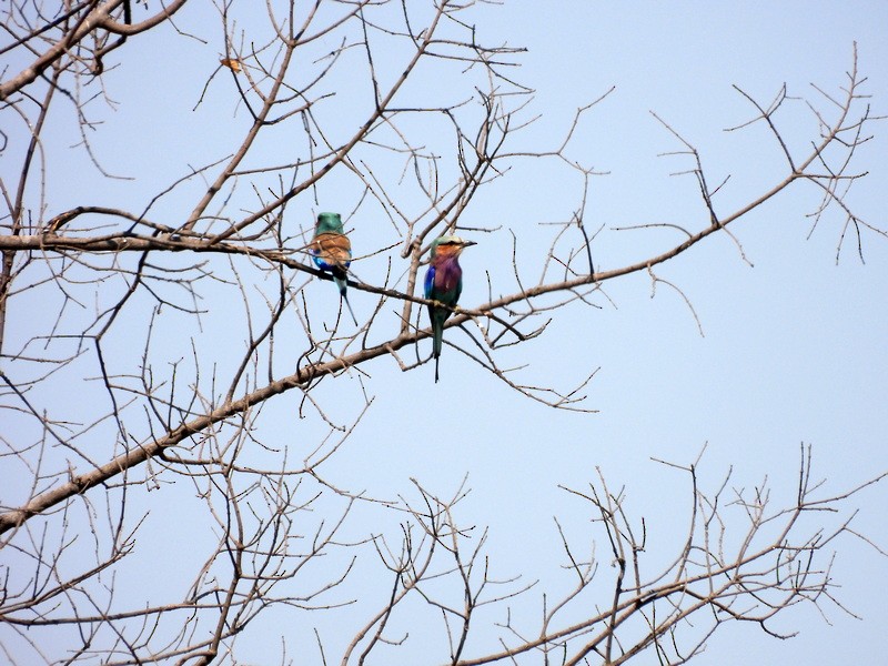 Lilac-breasted Roller - ML610469860