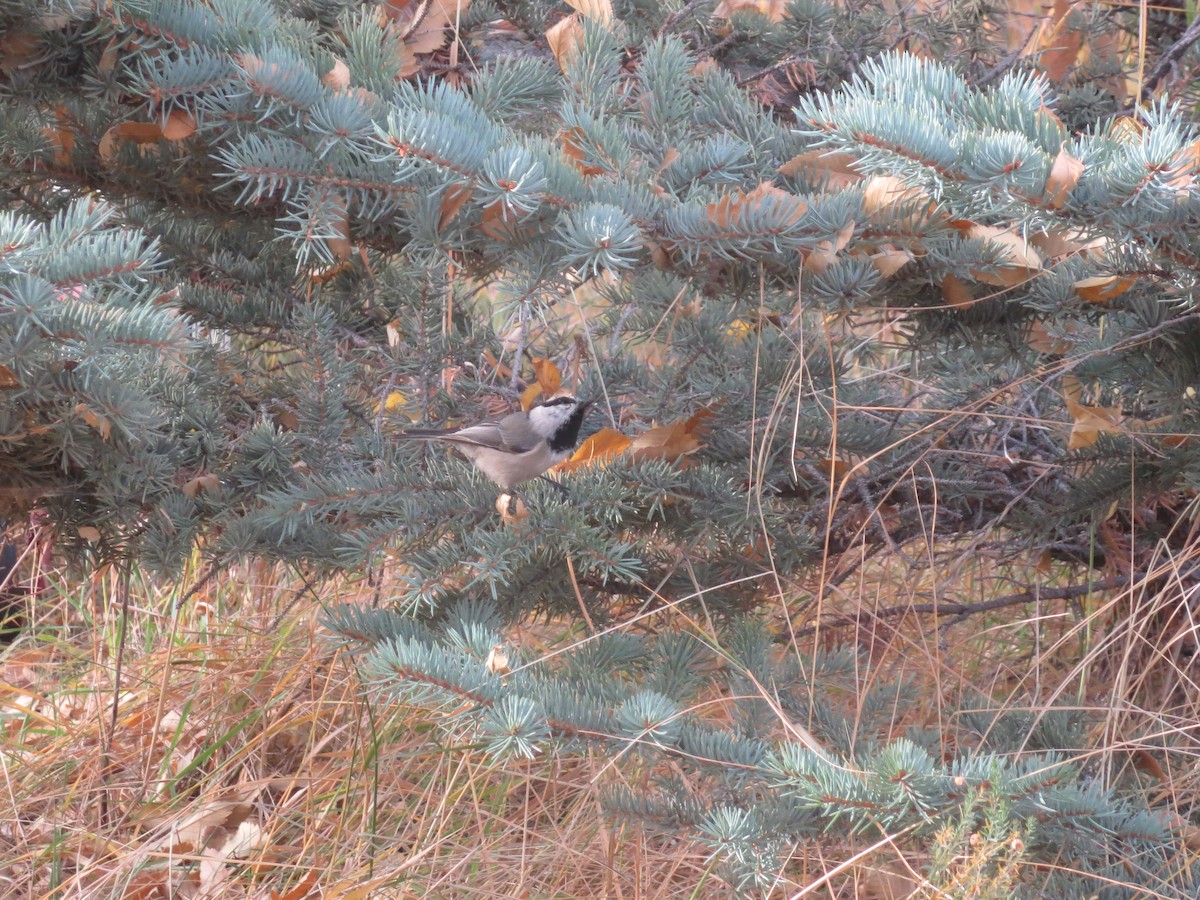 Mountain Chickadee - Dargan Jaeger