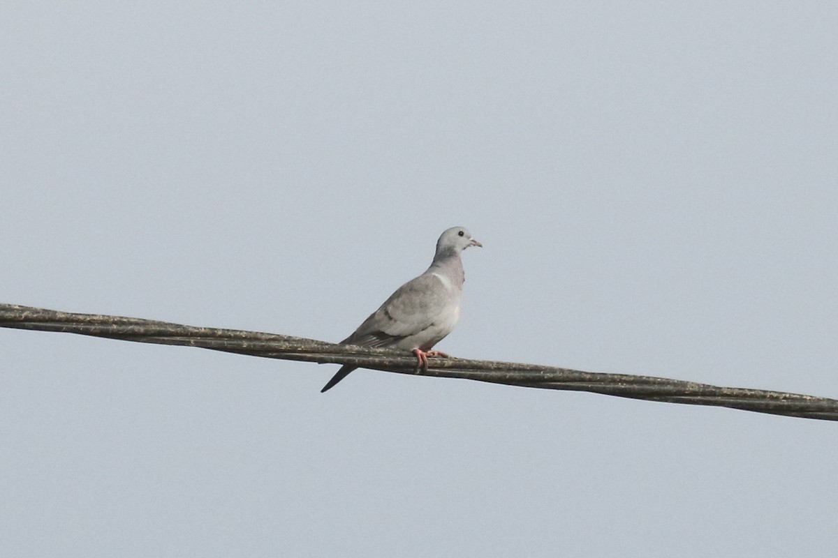 Stock Dove - Frank Thierfelder