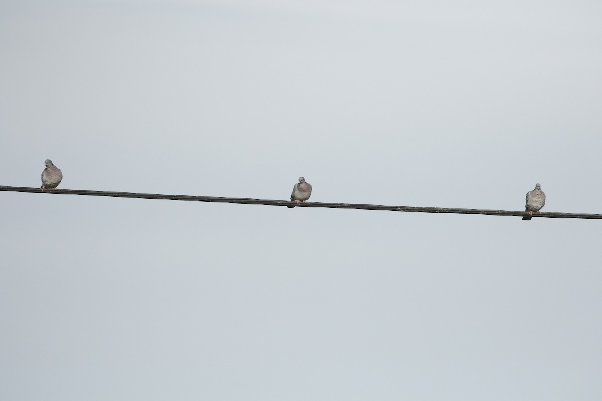 Stock Dove - ML610469880