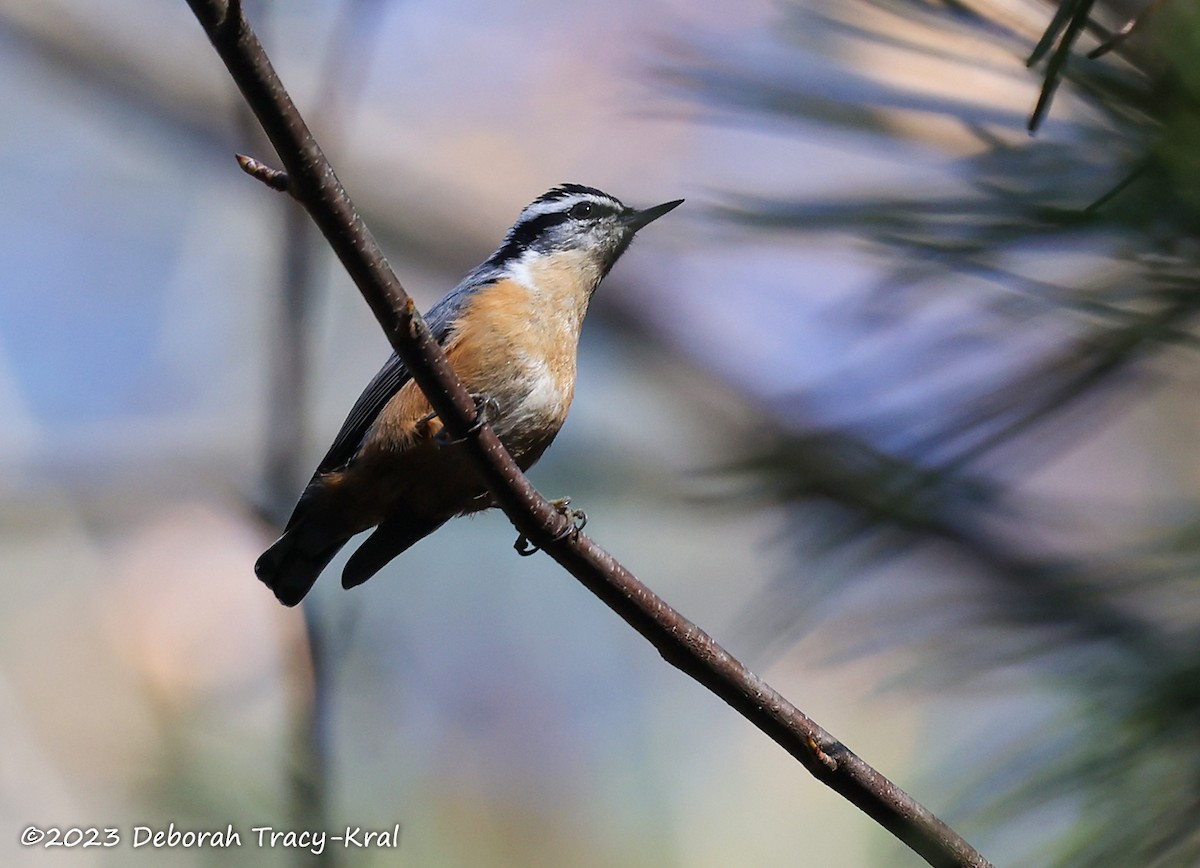 Red-breasted Nuthatch - Deborah Kral