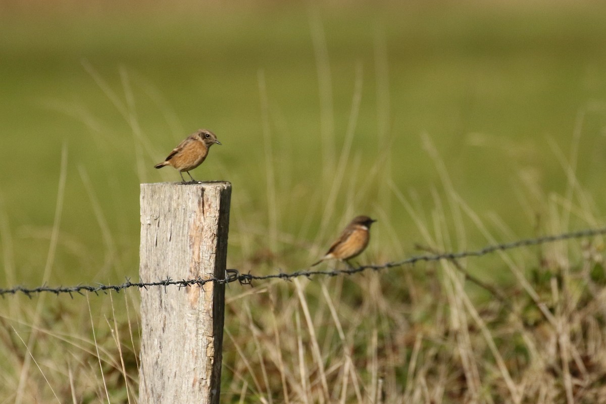 European Stonechat - Frank Thierfelder