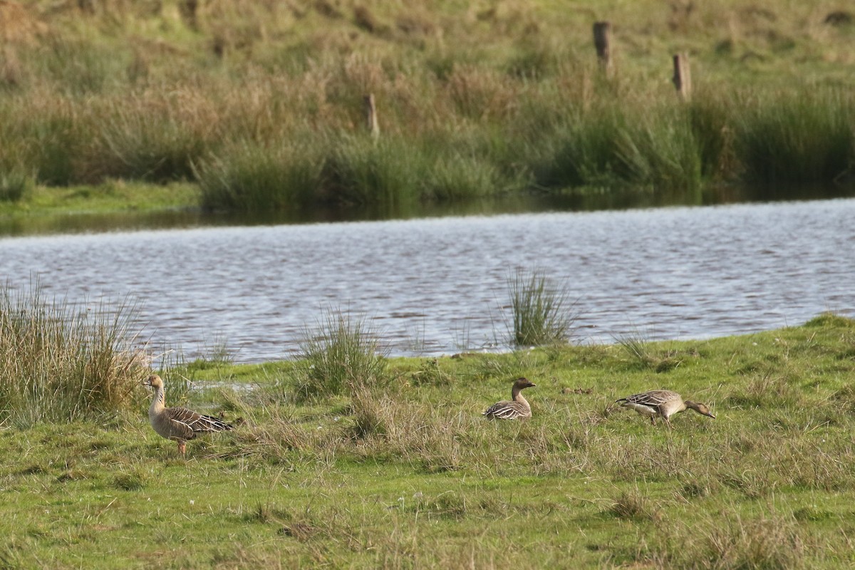 Tundra Bean-Goose - ML610470001