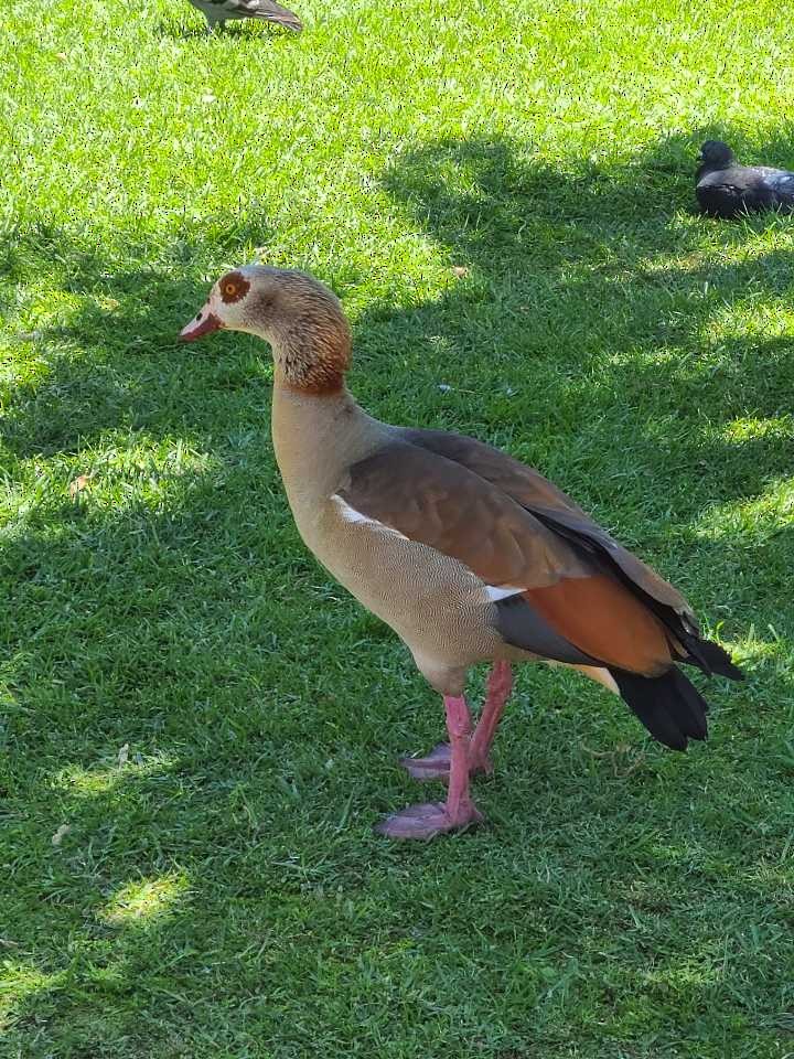 Egyptian Goose - ML610470042