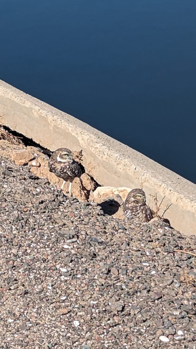 Burrowing Owl - ML610470051