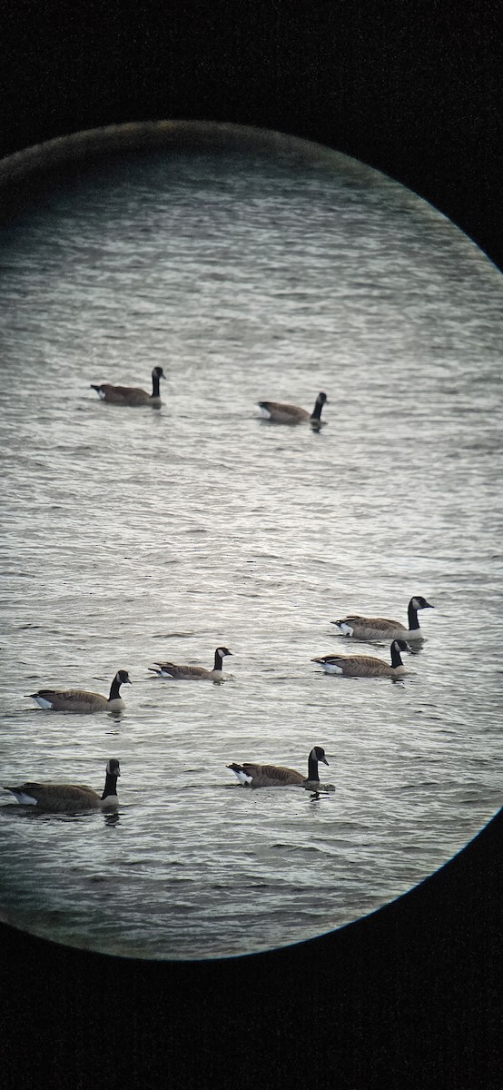 Cackling Goose - Yves Gauthier (Mtl)