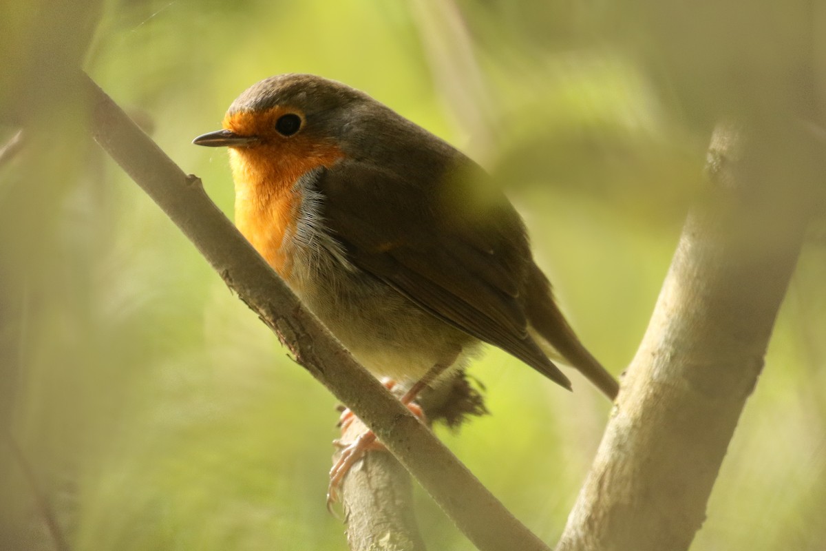 European Robin - ML610470114