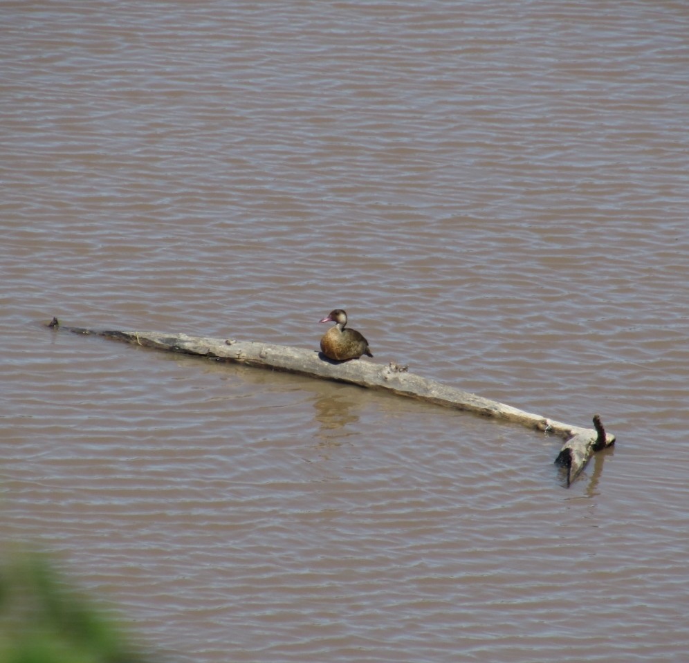 Brazilian Teal - Valentin Regis