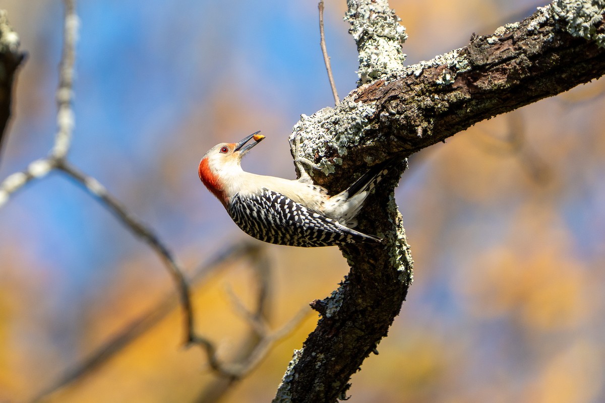 Red-bellied Woodpecker - ML610470216