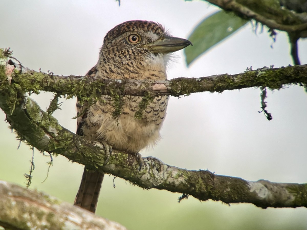 Barred Puffbird - ML610470234