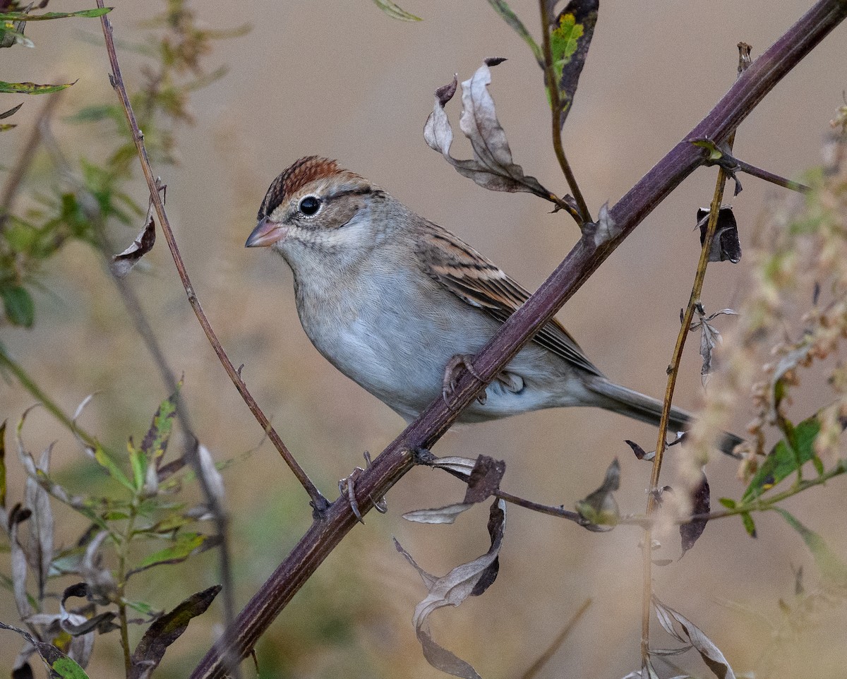 Chipping Sparrow - ML610470364