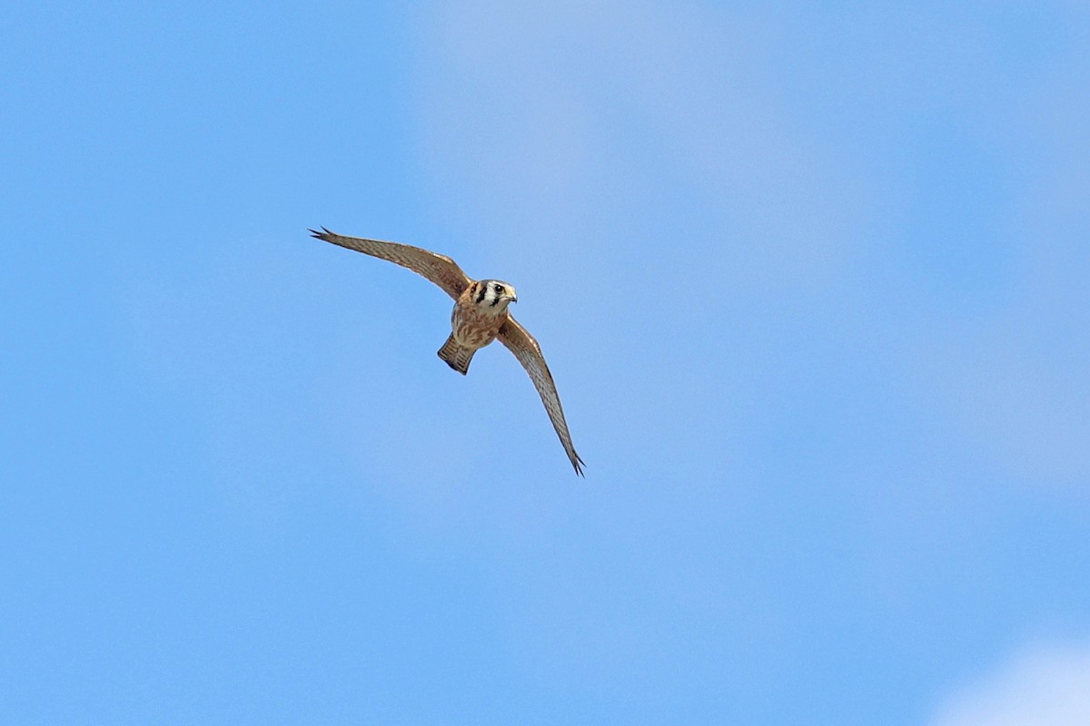 American Kestrel - ML610470376