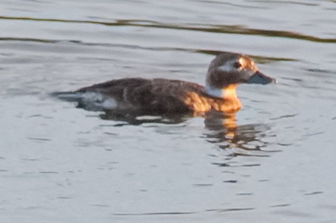 Long-tailed Duck - Bruce Kerr
