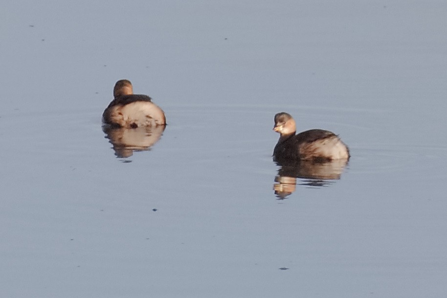 Little Grebe - ML610470436