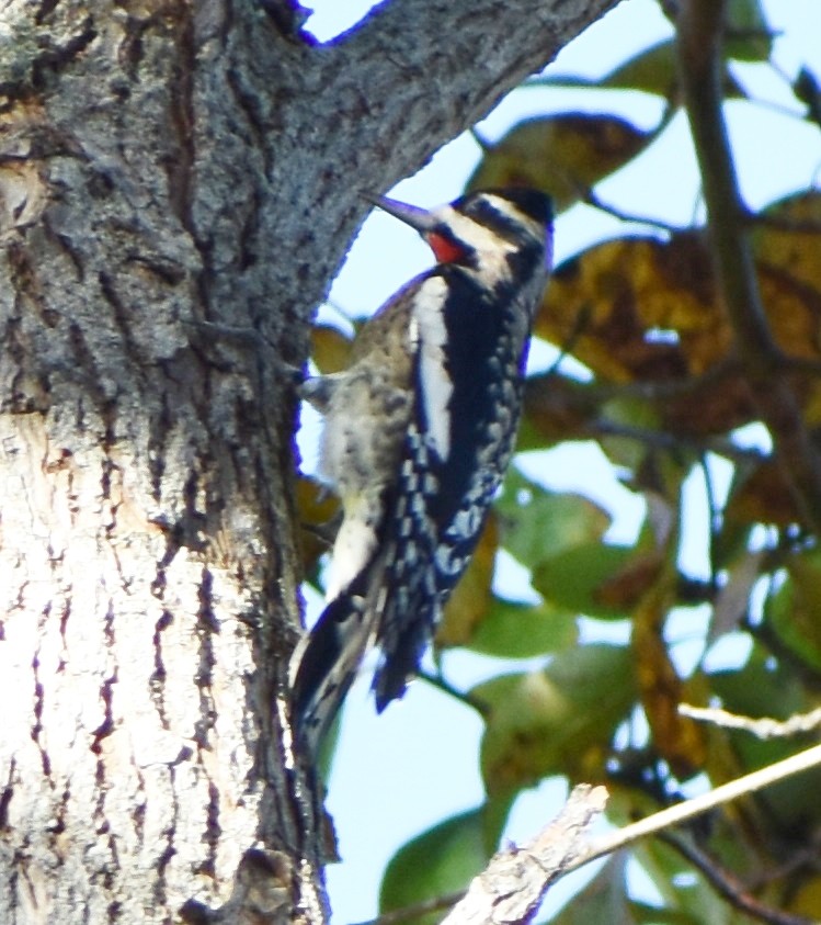 Yellow-bellied Sapsucker - ML610470469