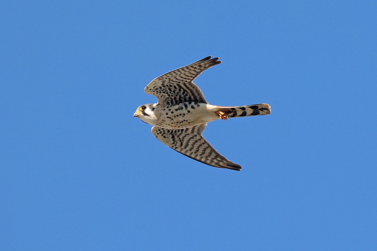 American Kestrel - ML610470477