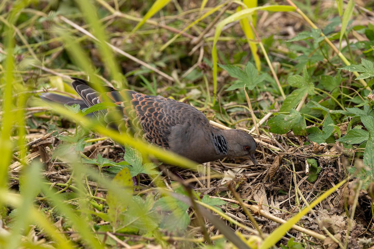 Oriental Turtle-Dove - Paul Ha