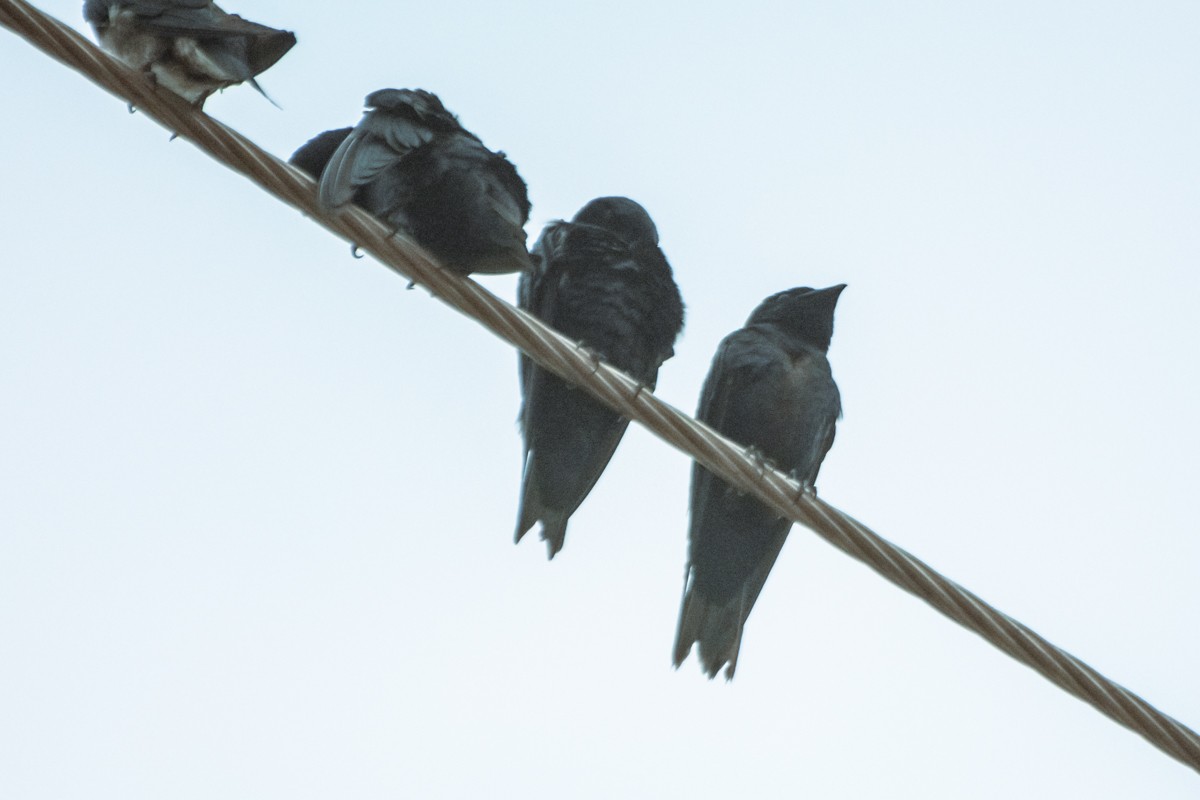 Purple Martin - ML610470631