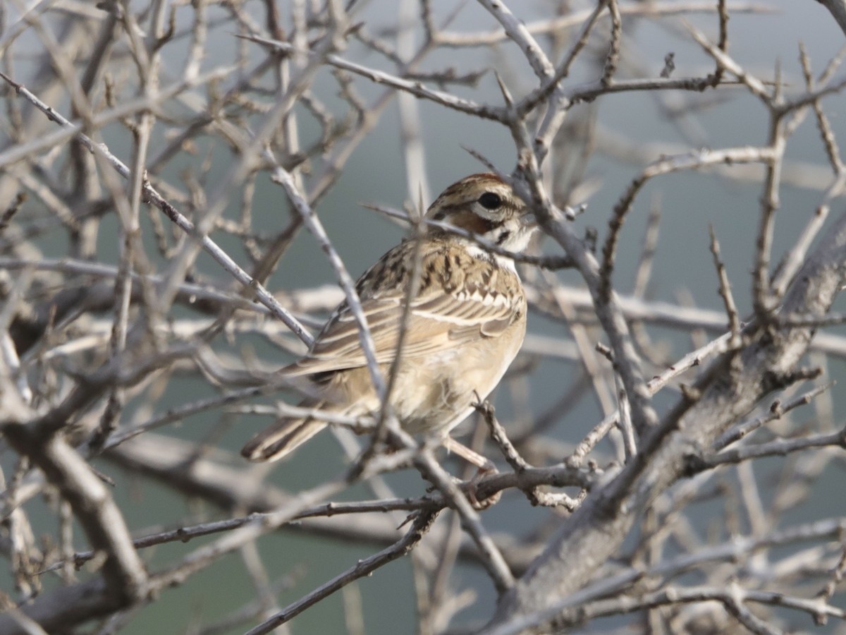 Lark Sparrow - ML610470743