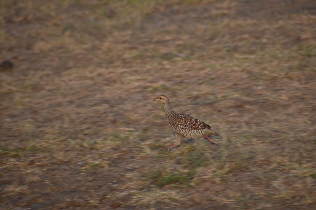 Gray Francolin - ML610470770