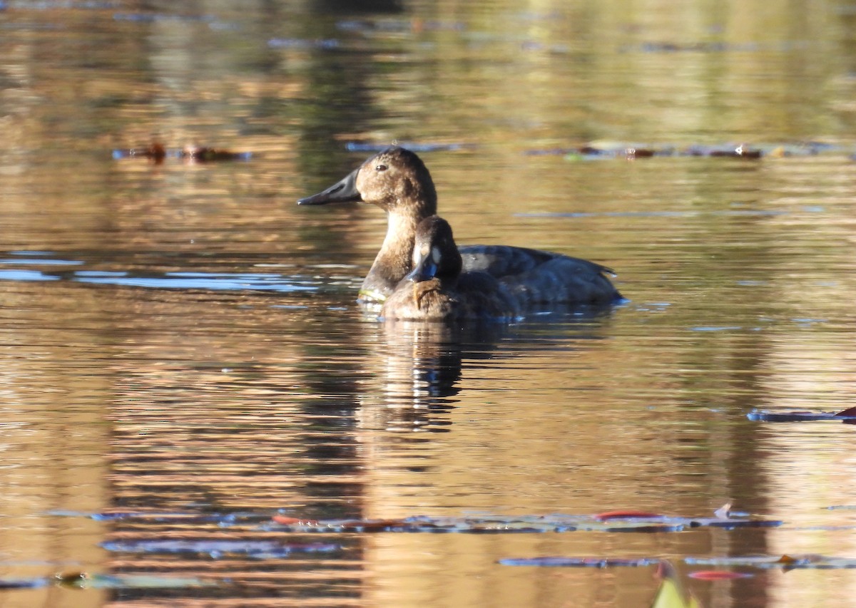 Canvasback - Carol Reid