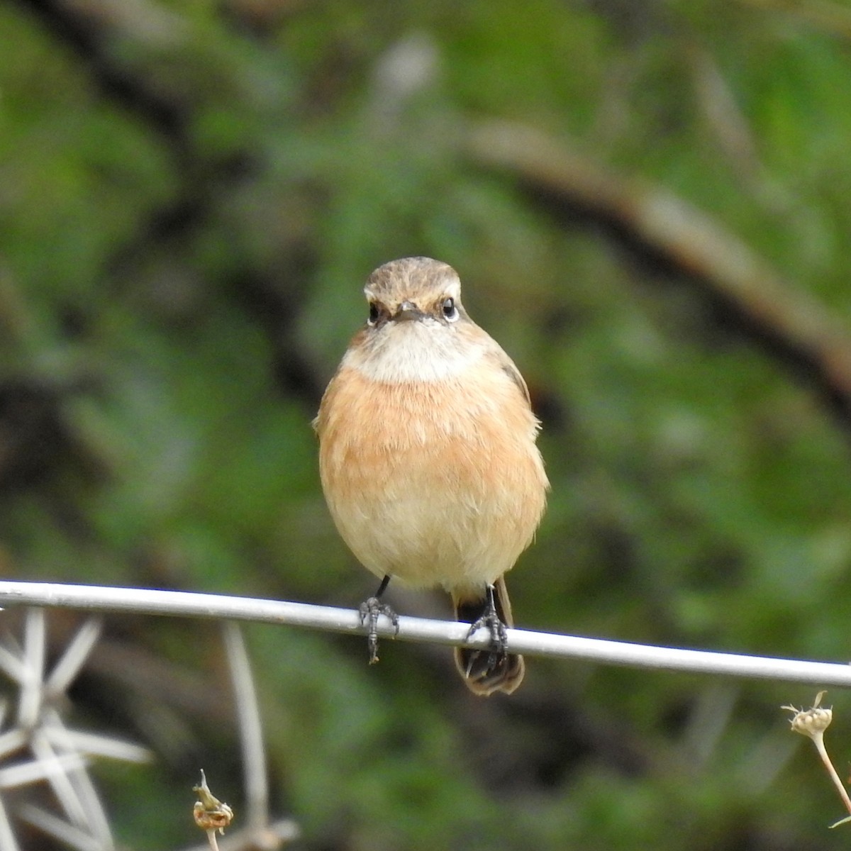 African Stonechat (African) - ML610470860