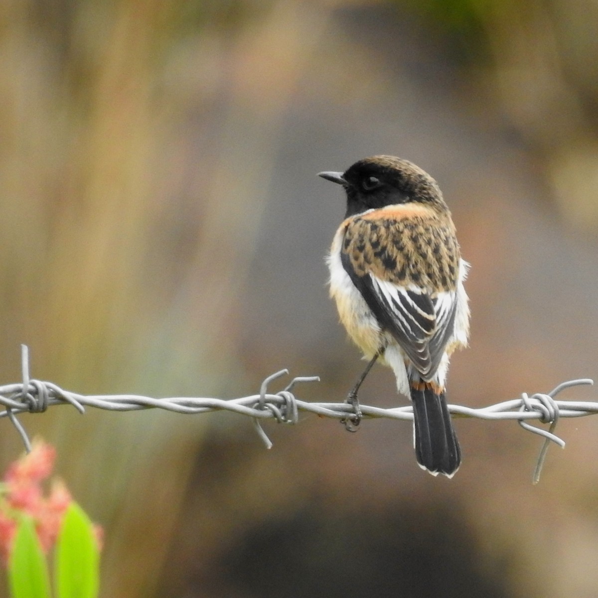 African Stonechat (African) - ML610470861