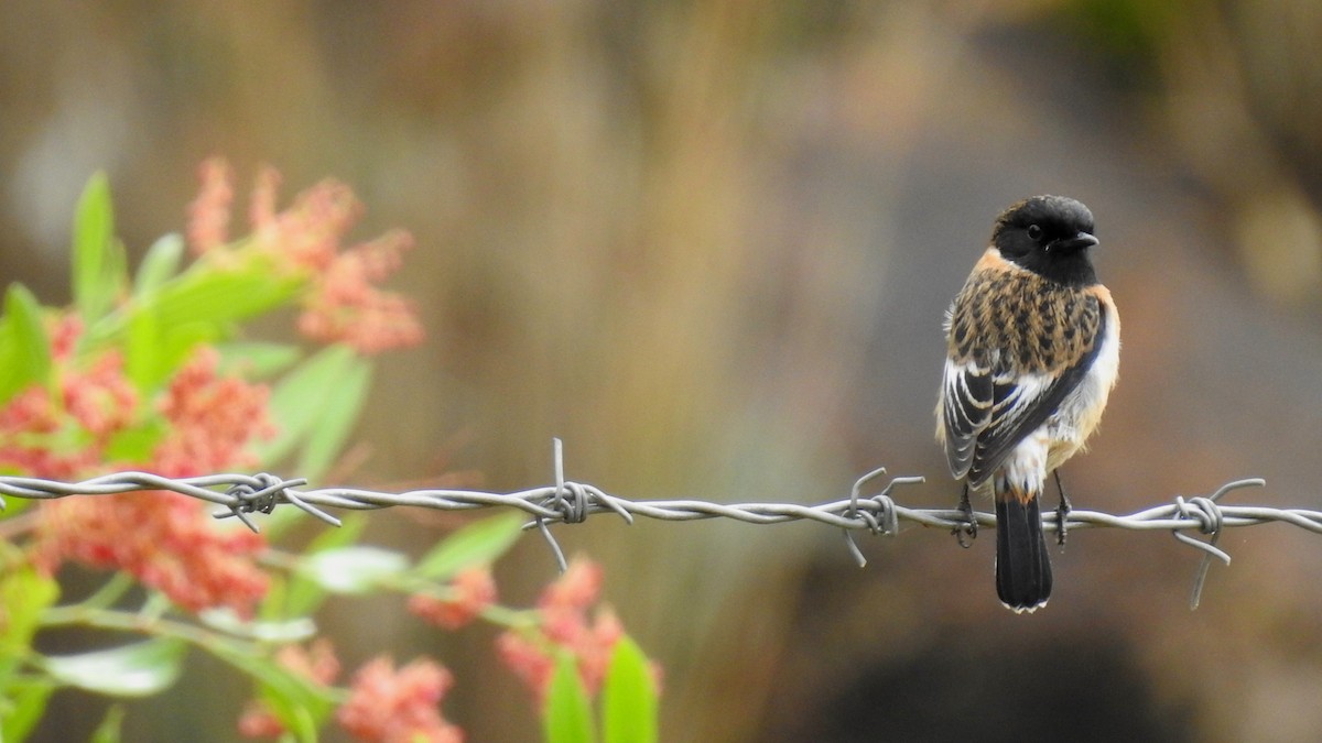 African Stonechat (African) - ML610470863
