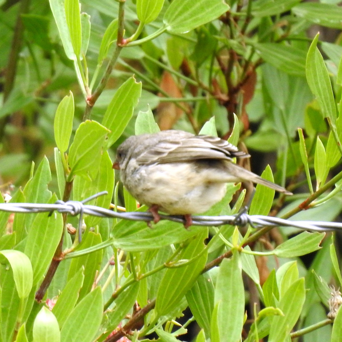 Olive-rumped Serin - ML610470867