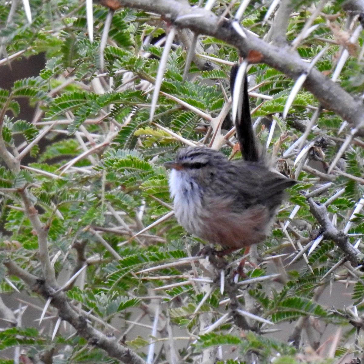 Scrub Warbler - ML610470888