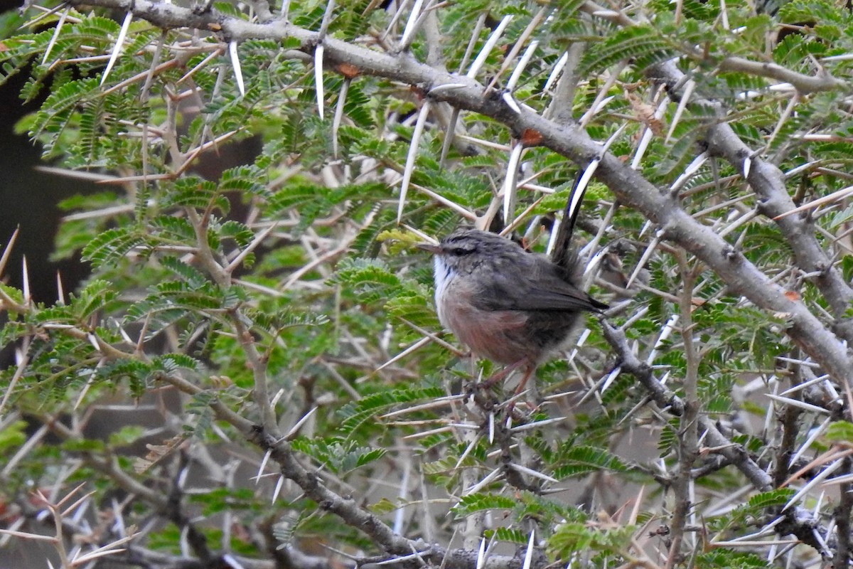 Scrub Warbler - ML610470889