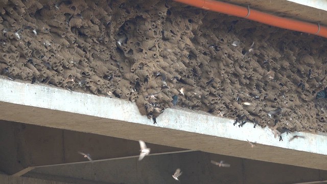 Streak-throated Swallow - ML610470992