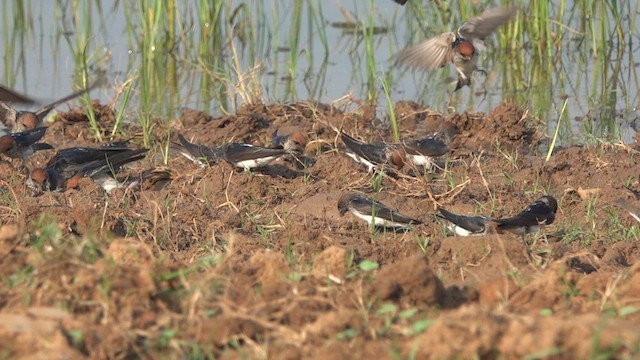 Streak-throated Swallow - ML610470998