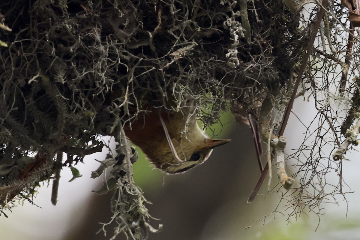 Marcapata Spinetail - ML610471031