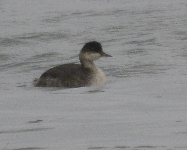 Eared Grebe - ML610471039